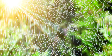 Schwedische Forscher entwickelten eine Methode, mit der sie kilometerlange Fäden künstlicher Spinnenseide herstellen können.